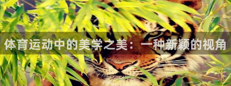 体育运动中的美学之美：一种新颖的视角